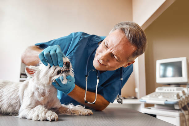 Best Knocked-Out Tooth (Avulsed Tooth) Treatment in Ripley, TN